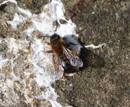 Gwynnes Mining Bee