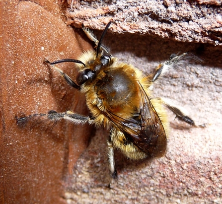 Hairy-footed flower bee (Anthophora plumipes)