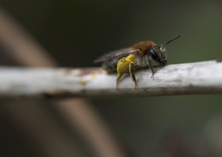 Early Mining Bee
