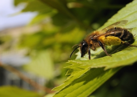 Tawny mining bee (Andrena fulva)