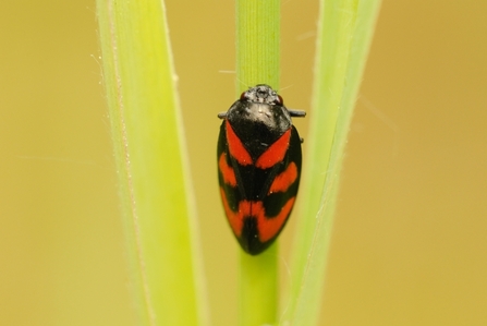Red and black froghopper by Amy Lewis