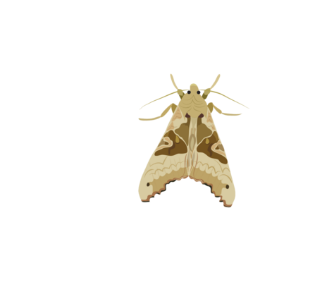 Angle shades moth illustration