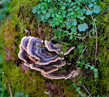 Turkey Tails Fungi