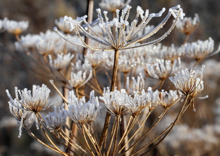Frost Flower 