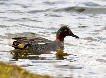 Male Teal Duck