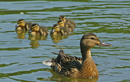 Female Mallard duck and babies