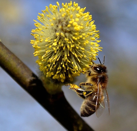 Honey bee on Pussy Willow