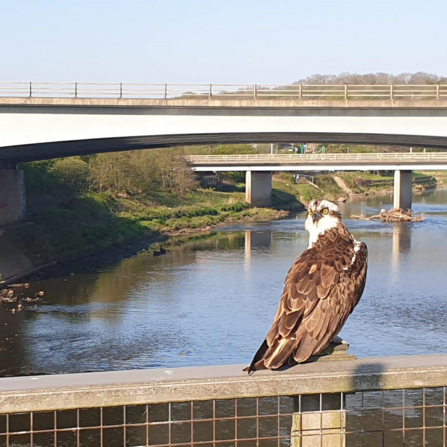 Osprey on bridge over River Ribble