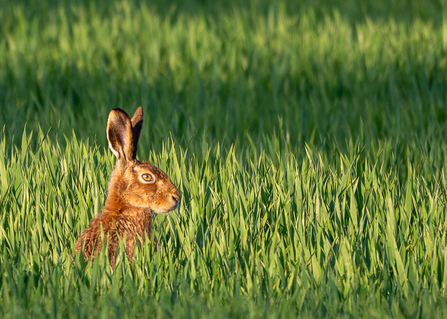 Hare in the grass 