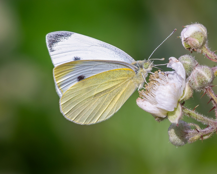 Small White Butterfly 