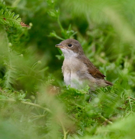 Young Whitethroat