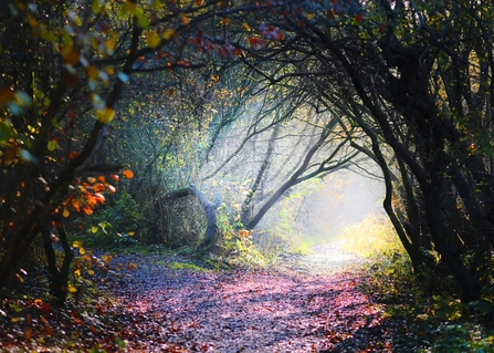 Misty autumn path 