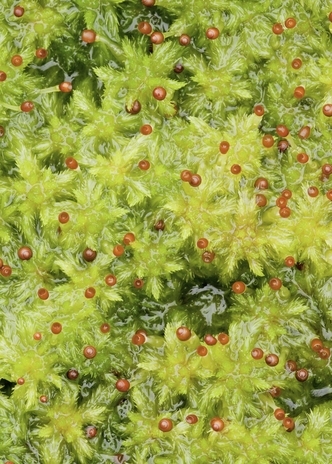 Sphagum moss by Ross Hoddinott/2020VISION