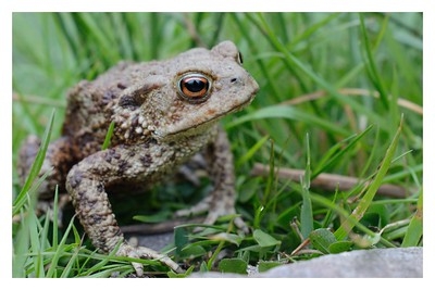 An image of a common toad sat on grass 
