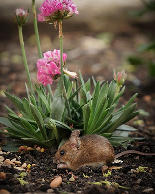 Wood mouse nibbling on some seed behind a vibrant pink flower 