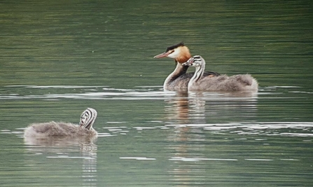 great-crested Grebe with young on Pit Mo.1