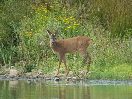 Roe Deer from The Lookout