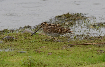 Snipe in front of the Lookout