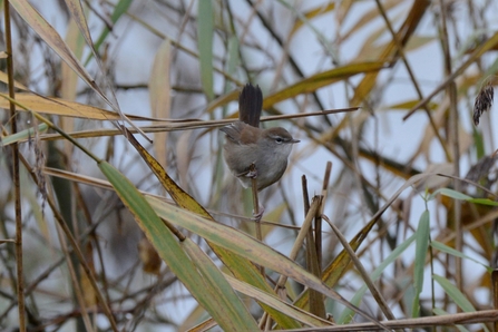 Cetti's Warbler from The Lookout