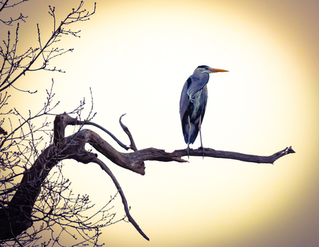 Heron perched upon a branch 
