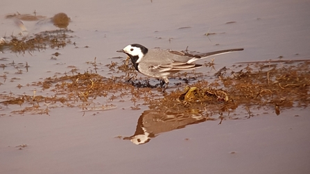 White Wagtail showed well from the Lookout
