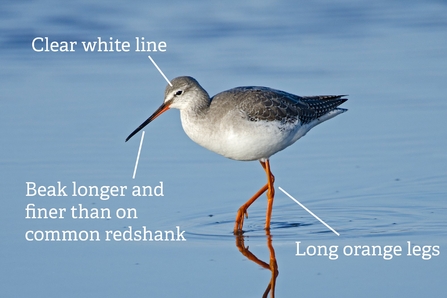 Spotted redshank 
