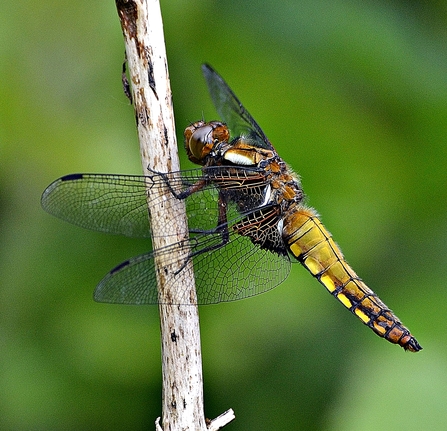 Male Broad Bodied Chaser