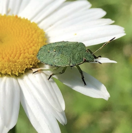 common green shieldbug