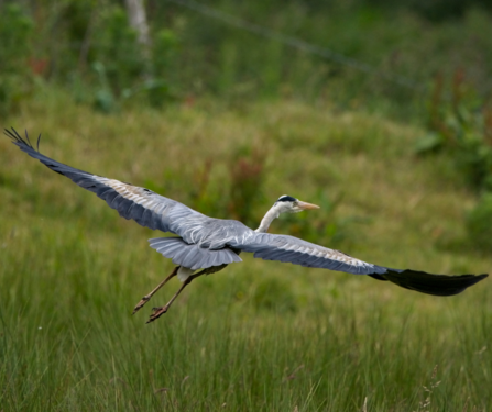 Grey heron in flight 