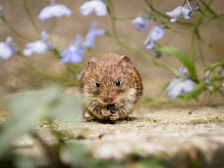 Vole out of the Hole