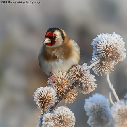 Goldfinch perched on the frost covered seedheads 
