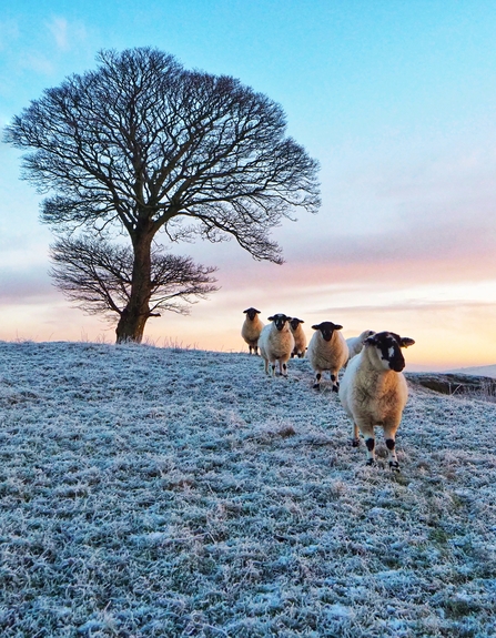 Wintery Sheep