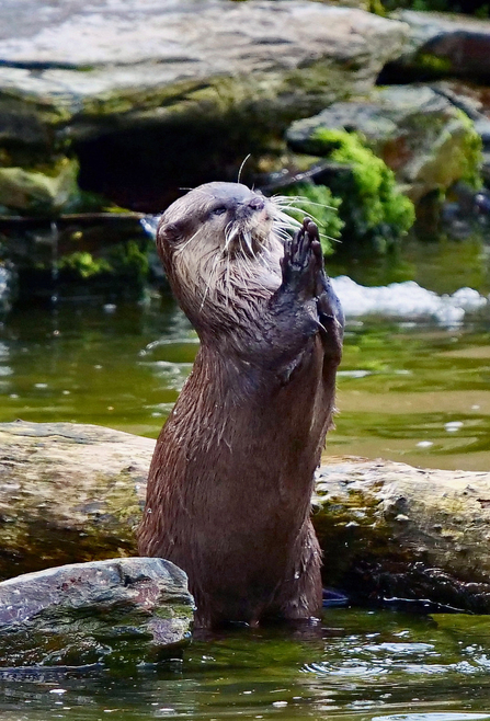 Otter Praying
