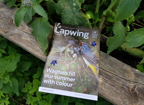 Lapwing magazine