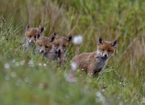 Fox cubs 